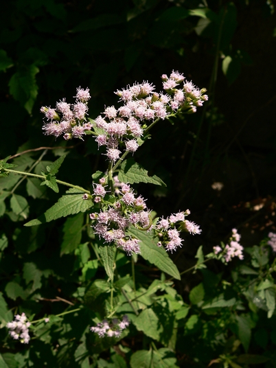 {Fleischmannia incarnata}